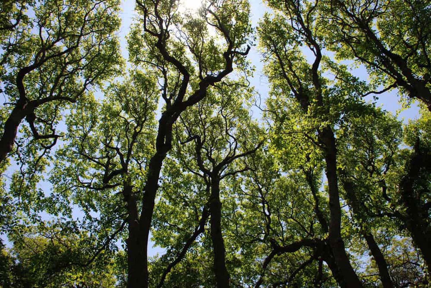 Crown shyness in trees. Gaps between the tree canopies on Fire Island. Photo: NPS, public domain.