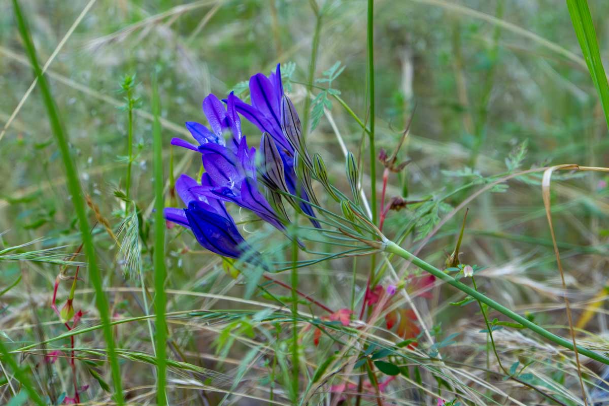 A purple flower blooming among the grasses.  