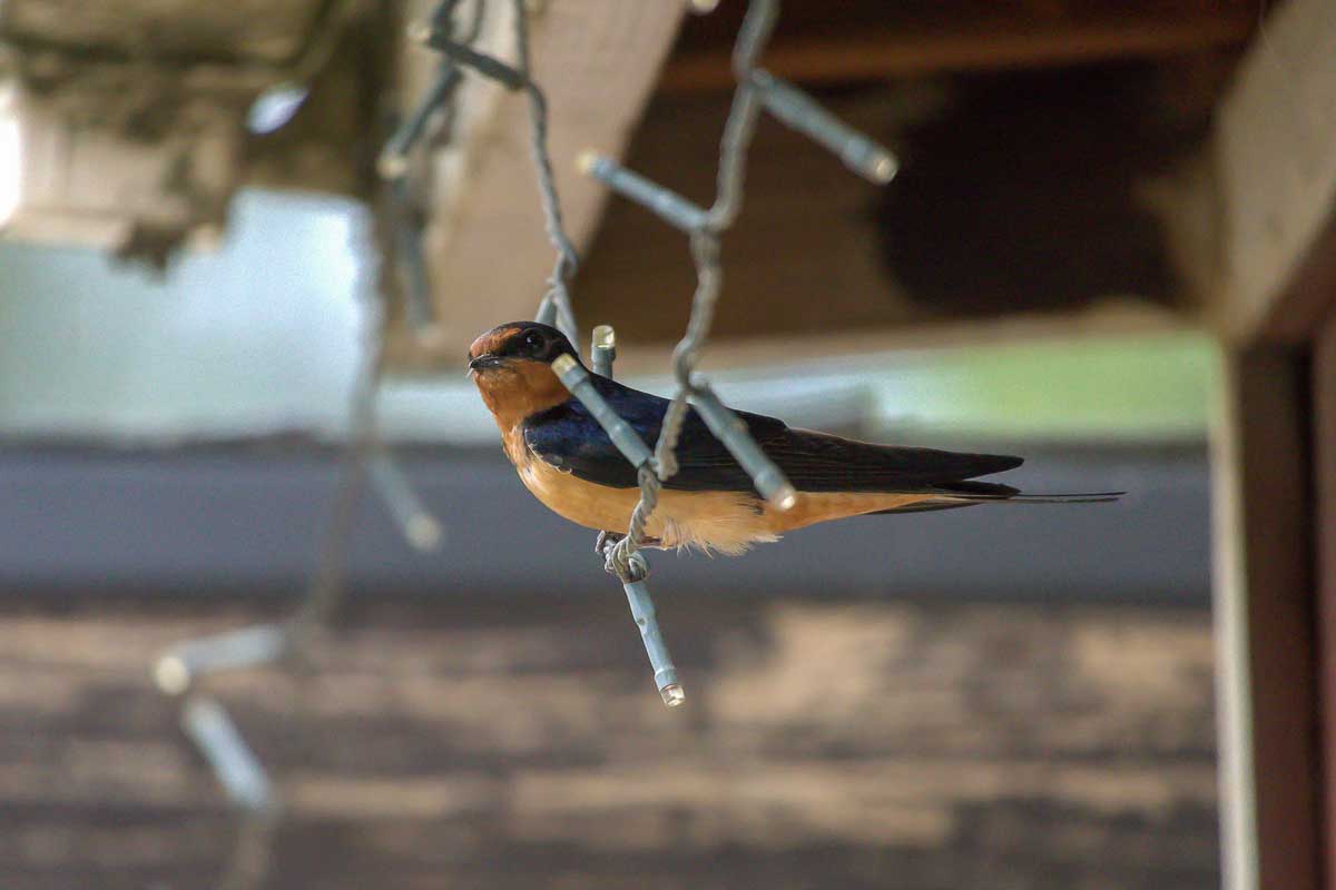 A barn swallow rests on a string of lights outside a nest that was on one of the structures that Midpen demolished during the 2024 nesting season.  Photo: Caitlin Dempsey, 2022, Bear Creek Stables.  