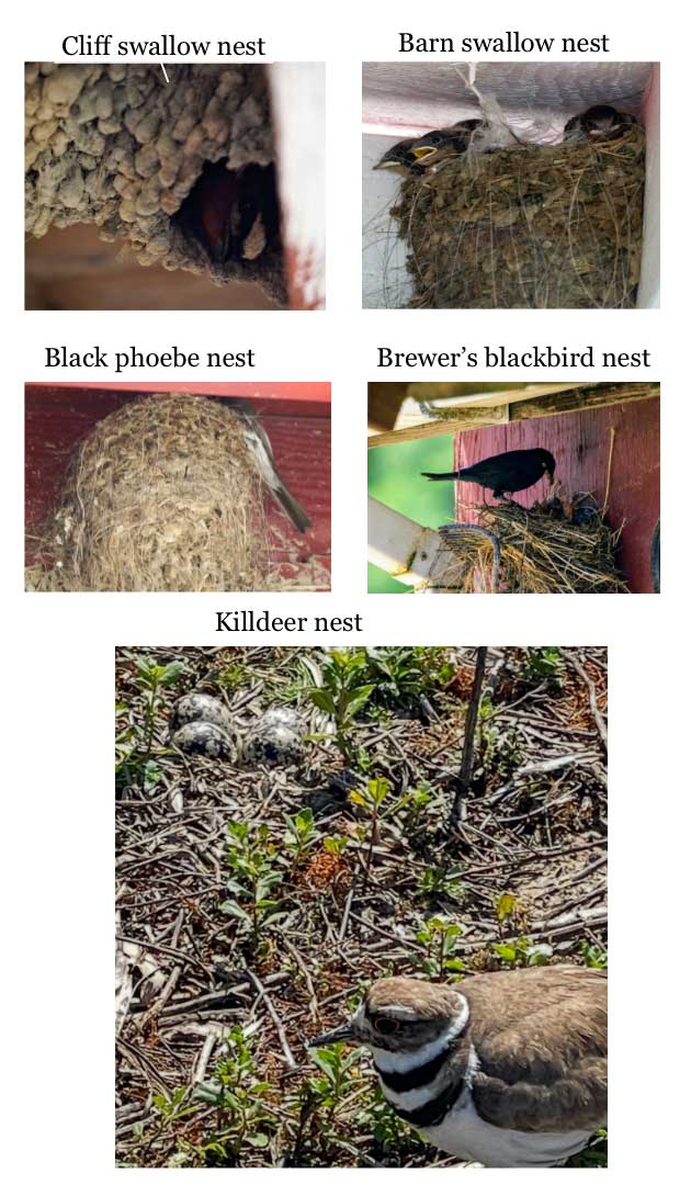 Documentation of nesting behavior by native birds at Bear Creek Stables is largely the result of my own field observations and photography over multiple years.