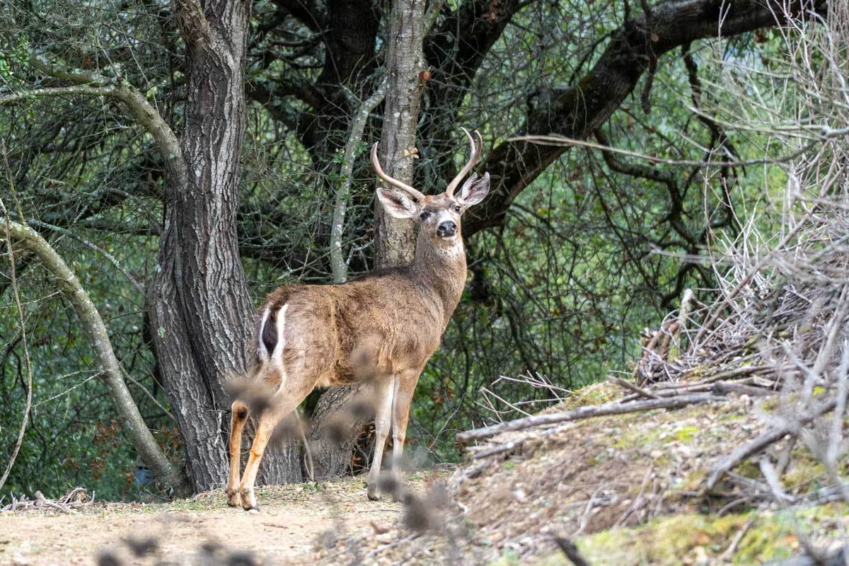 A buck Columbian black-tailed deer are common at Bear Creek Redwoods Open Space Preserve. Photo: Caitlin Dempsey.