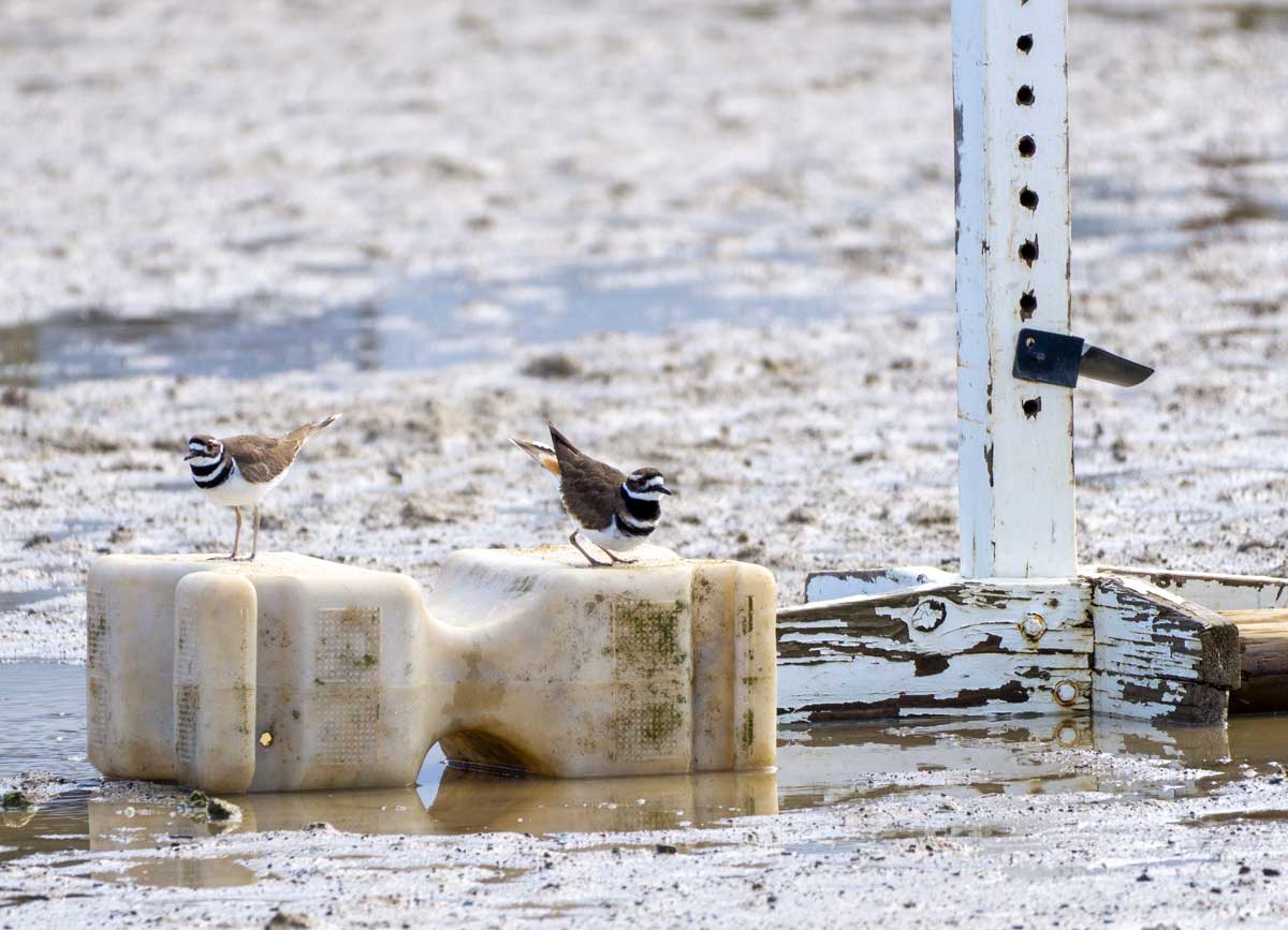 Killdeer performing a courtship display in the Bear Creek Stables arena. Photo: Caitlin Dempsey, March 2023.