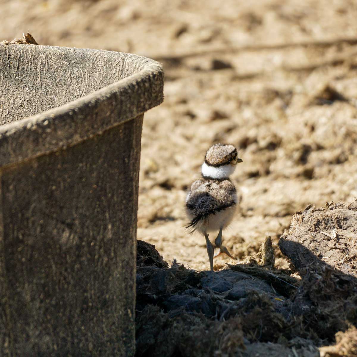 A tiny killdeer chick by a horse grain bucket in a paddock at Bear Creek Stables.  Photo: Caitlin Dempsey, April 2022.  