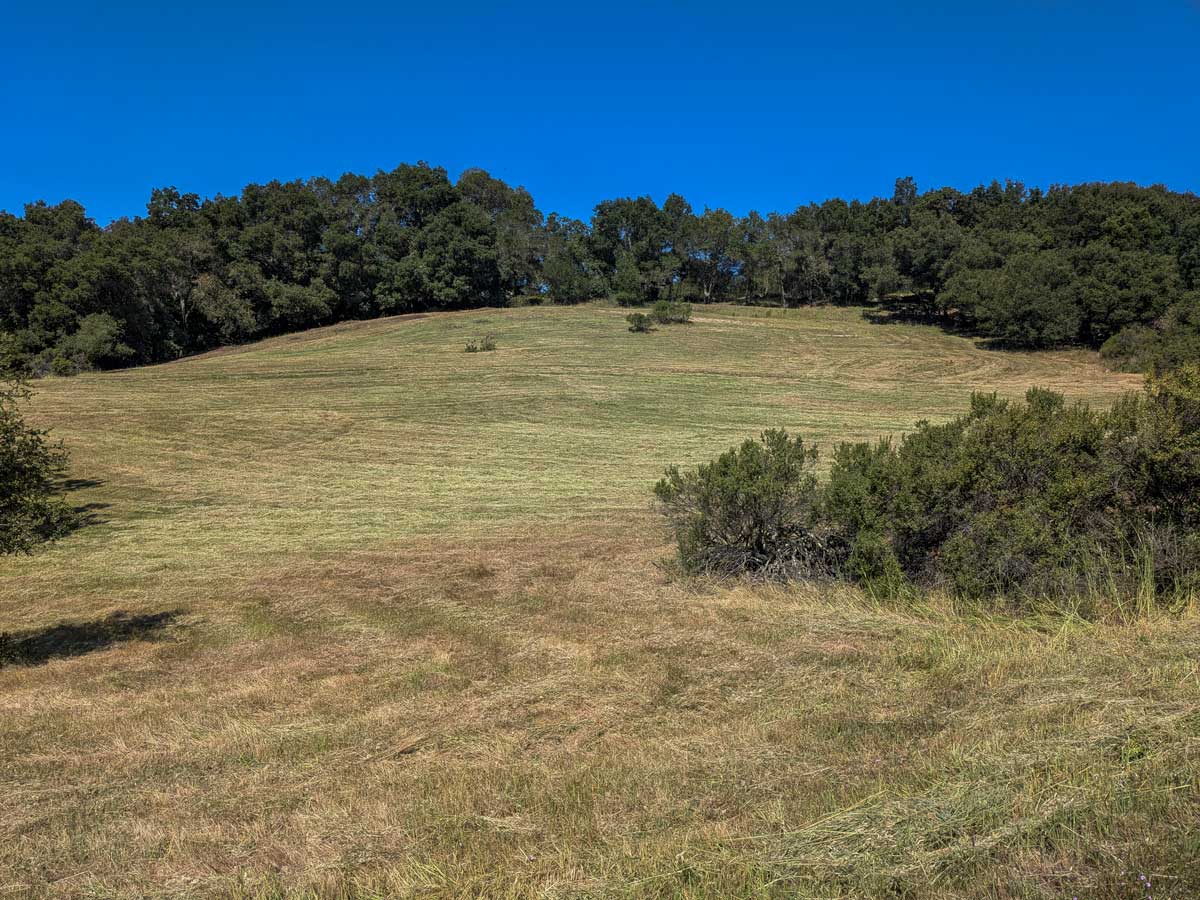 Still green grass clippings and the striations of the mower can be seen in this recently mowed meadow at Bear Creek Redwoods on May 7, 2026. 