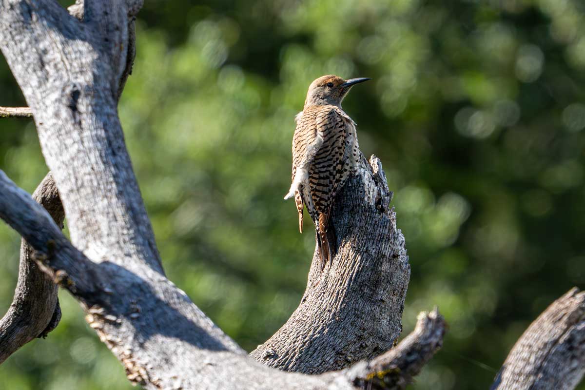 A Northern Flicker, part of a pair calling back and forth across the meadow, perched on a snag containing a nesting cavity within the same small grassland area where Midpen plans to begin parking lot construction in late May 2026. 