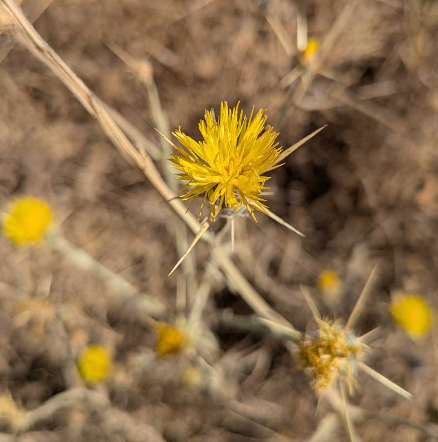 Star thistle is a highly invasive plant.  Photo: Caitlin Dempsey. 