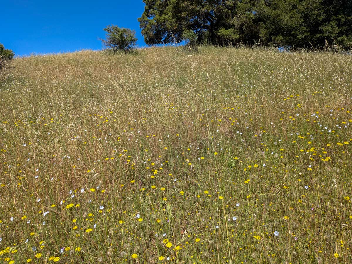 A meadow with wildflower against a bright blue sky.  