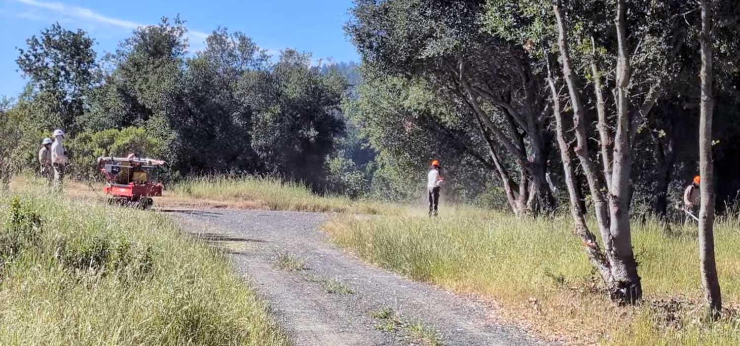 Chainsaws and weed whackers could be heard across much of Bear Creek Redwoods Preserve as vegetation removal activity continued during peak spring nesting season.