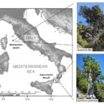 Map of Italy showing the locations of ancient oak populations on Montecristo Island and Aspromonte Mountain, with photos of representative trees from each site.