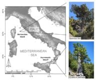 Map of Italy showing the locations of ancient oak populations on Montecristo Island and Aspromonte Mountain, with photos of representative trees from each site.