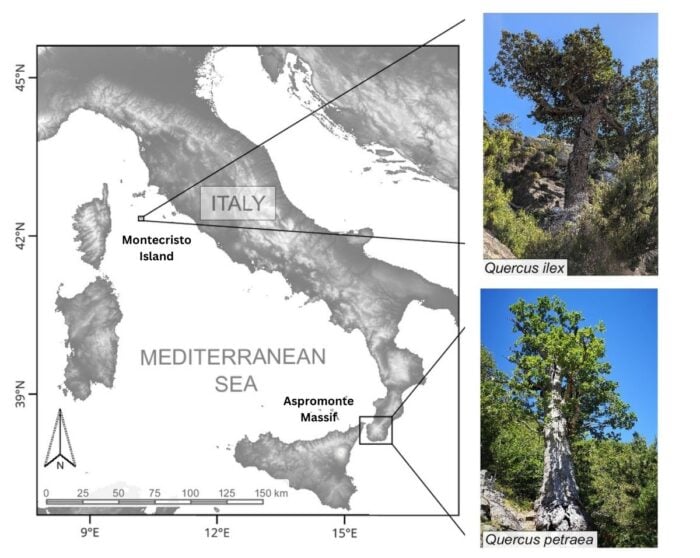 Map of Italy showing the locations of ancient oak populations on Montecristo Island and Aspromonte Mountain, with photos of representative trees from each site.