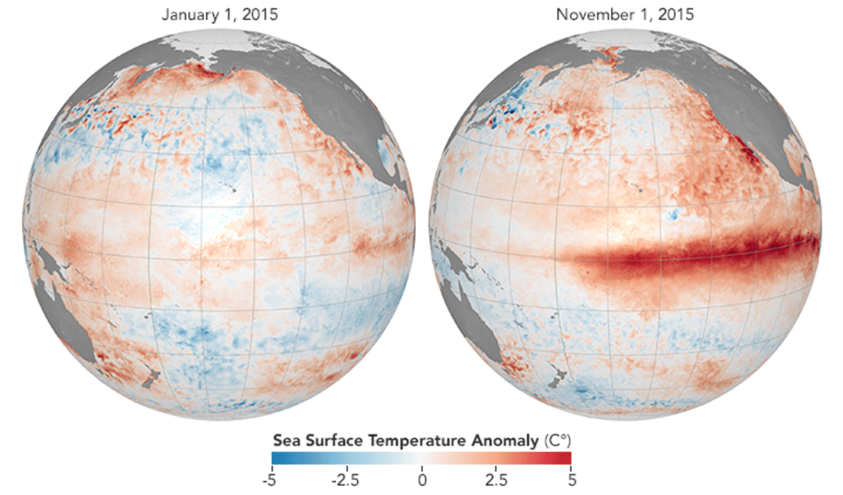 Two global maps comparing sea surface temperature anomalies on January 1 and November 1, 2015. The November map shows a pronounced band of warmer-than-average water stretching across the equatorial Pacific, characteristic of El Niño conditions.