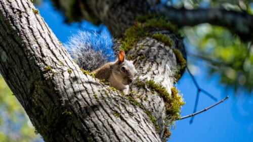 Western gray squirrel peeking around a moss-covered oak tree branch.