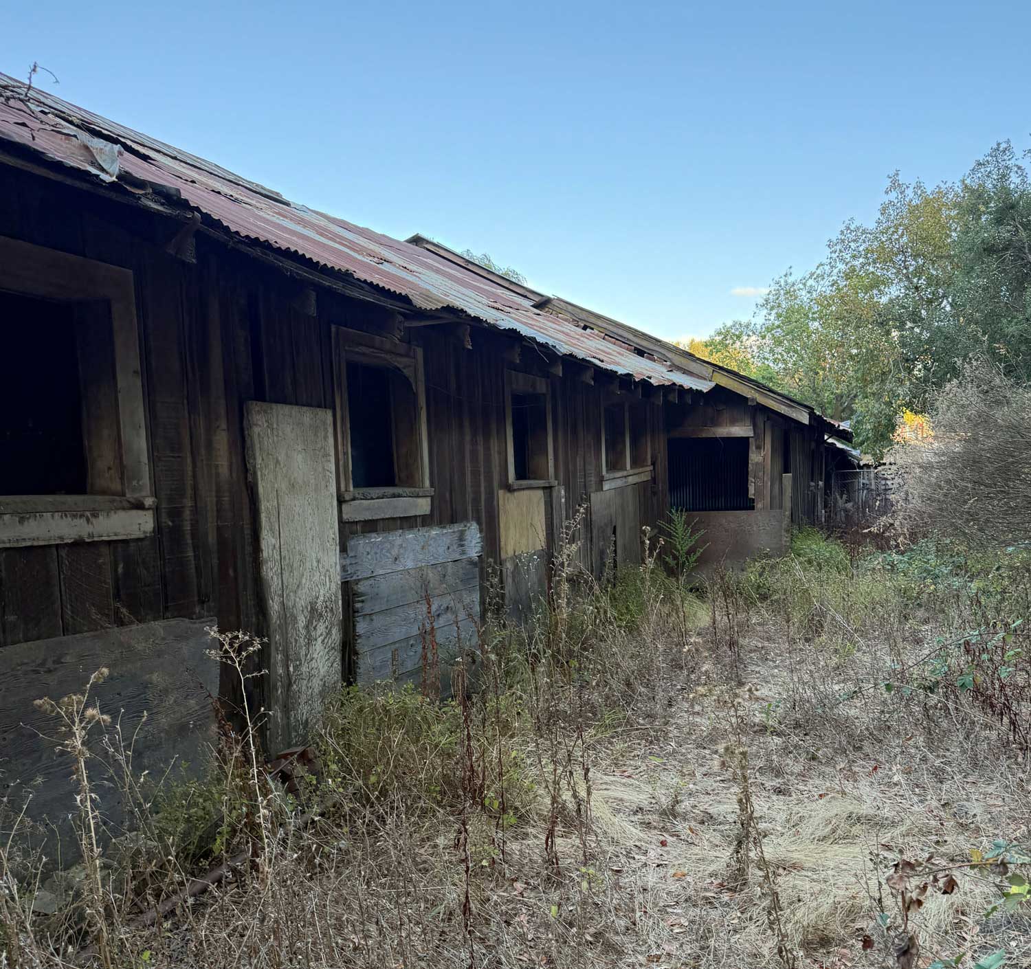 A derelict stables with overgrown weeds owned by Midpen.